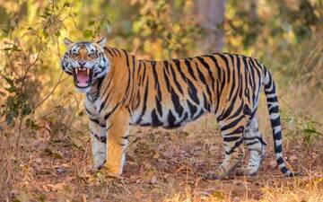 How To Reach Panna National Park Madhya Pradesh 